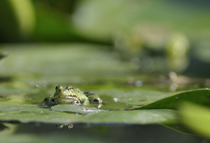 rana verde - Pelophylax sp.