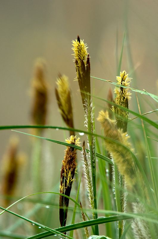 E'' un carice??? - Carex sp.