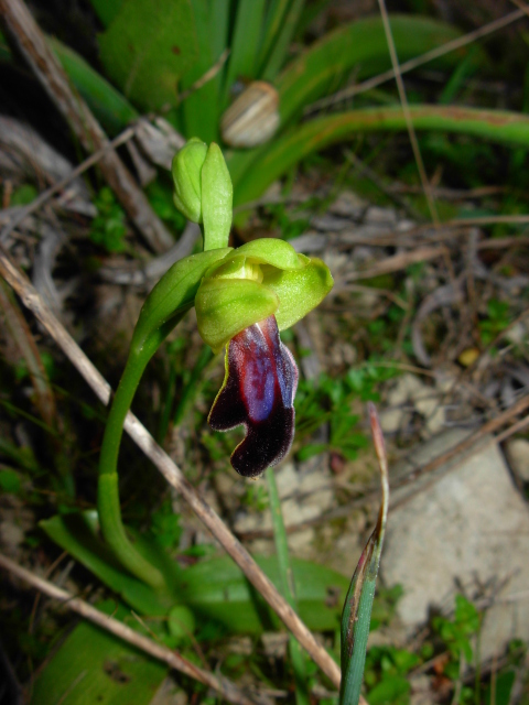 Ophrys eleonorae