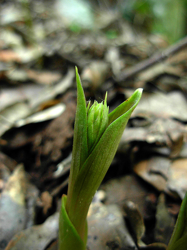 Epipactis?