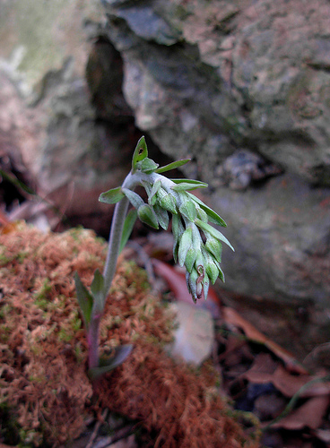 Epipactis microphylla