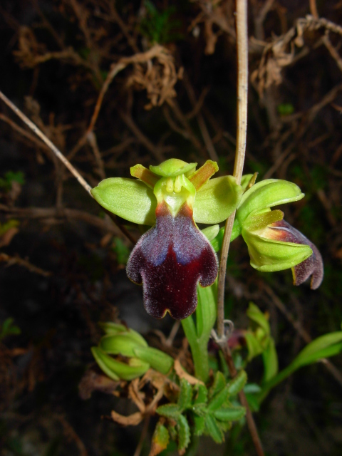 Ophrys eleonorae