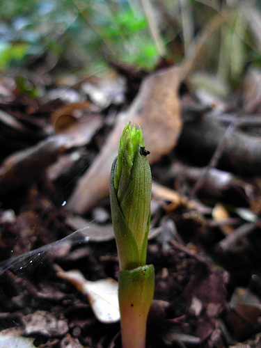 Epipactis?