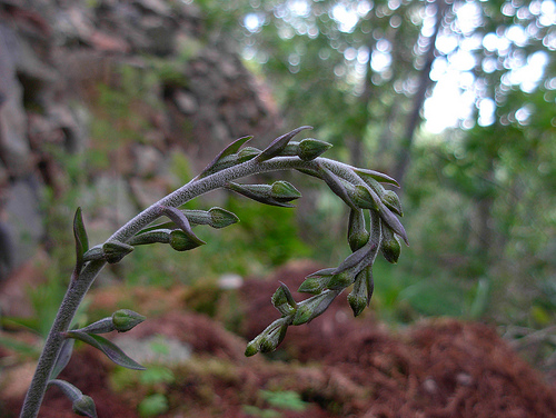 Epipactis microphylla