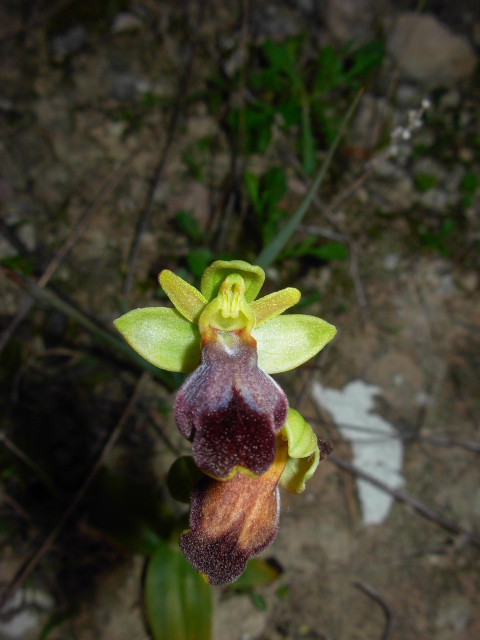 Ophrys eleonorae