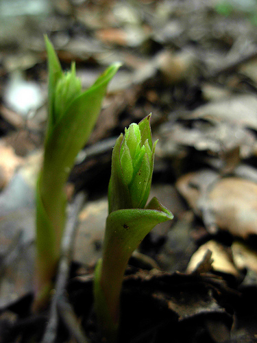 Epipactis?