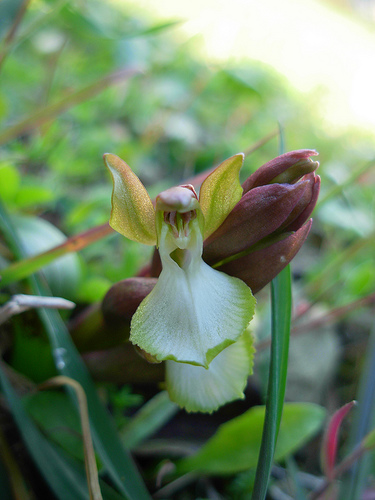 Orchis collina