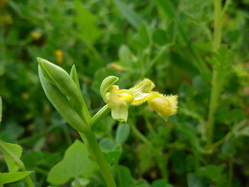 Apocromia in Ophrys speculum