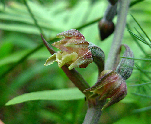 Epipactis microphylla