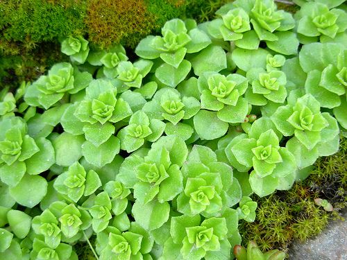 Phedimus stellatus   Sedum rubens e Sedum dasyphyllum