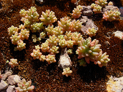 Phedimus stellatus   Sedum rubens e Sedum dasyphyllum