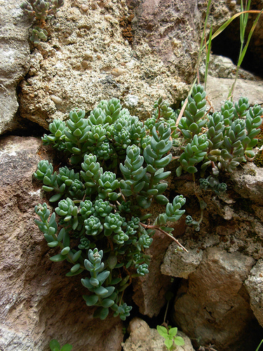 Phedimus stellatus   Sedum rubens e Sedum dasyphyllum