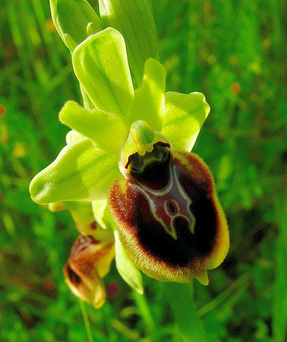 ibridi di Ophrys tenthredinifera