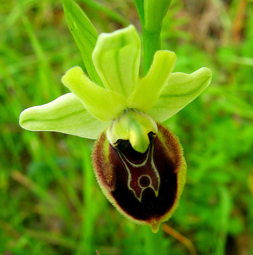 ibridi di Ophrys tenthredinifera