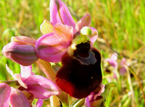 ibridi di Ophrys tenthredinifera