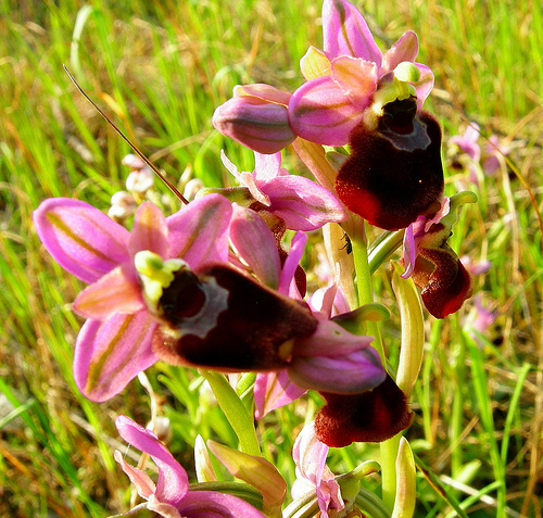 ibridi di Ophrys tenthredinifera