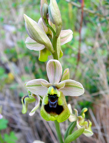 ibridi di Ophrys tenthredinifera