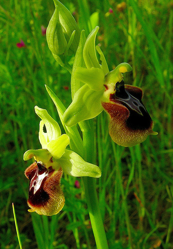 ibridi di Ophrys tenthredinifera