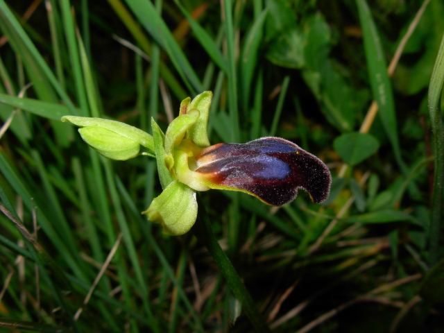 Ophrys eleonorae