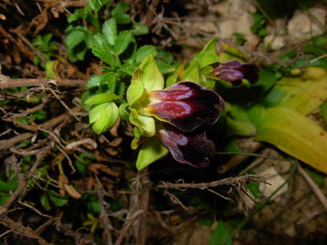 Ophrys eleonorae