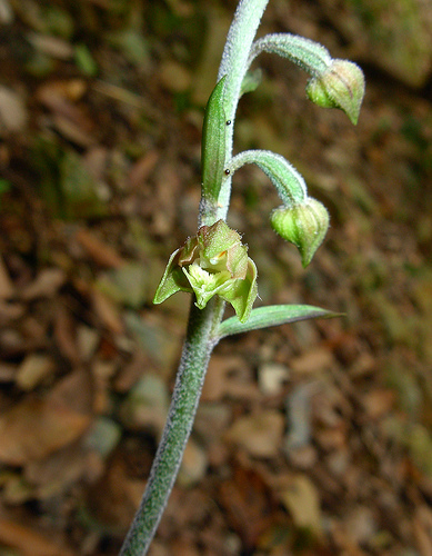 Epipactis microphylla