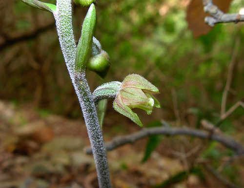 Epipactis microphylla