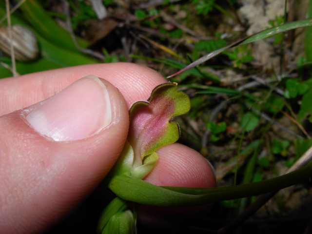 Ophrys eleonorae