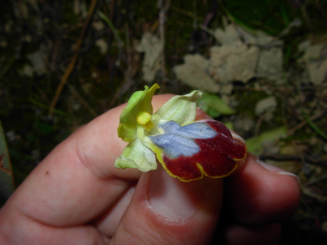 Ophrys eleonorae