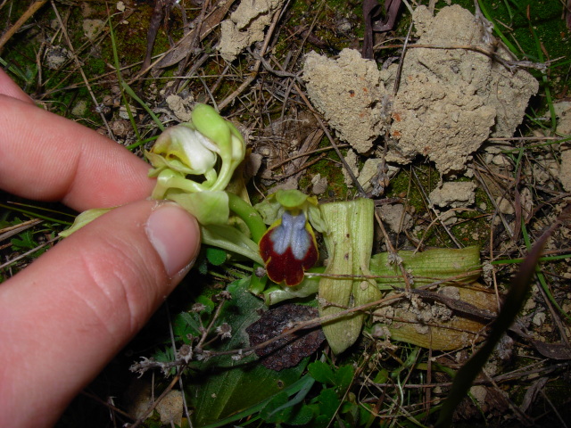 Ophrys eleonorae