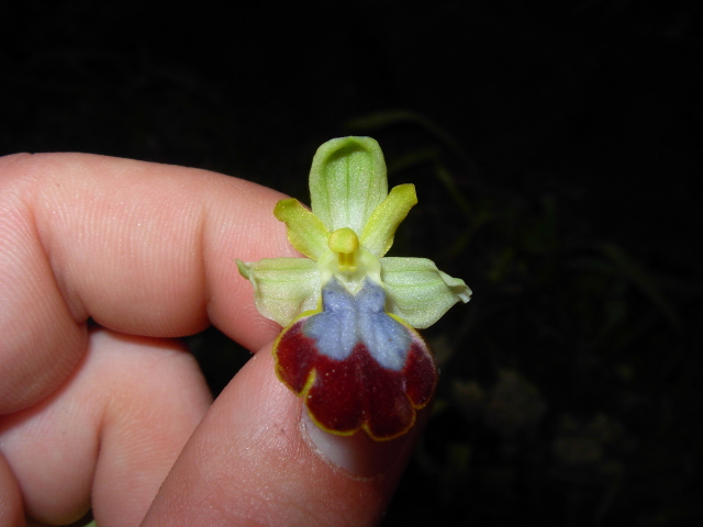 Ophrys eleonorae