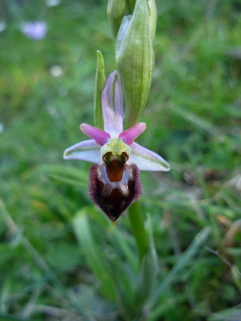 Ophrys morisii?