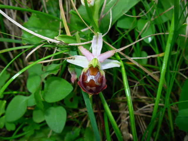 Ophrys morisii?