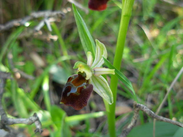 Ophrys morisii?