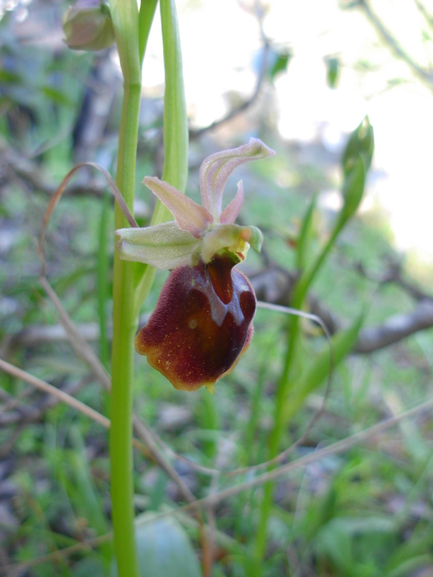 Ophrys morisii?