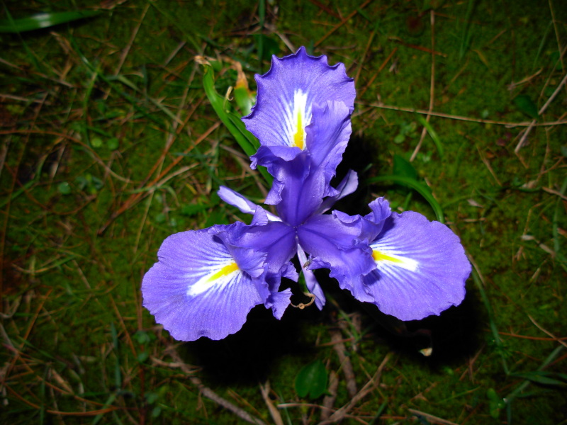 Iris planifolia