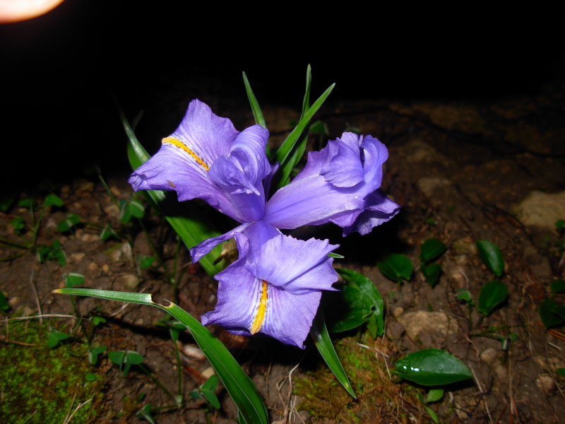 Iris planifolia