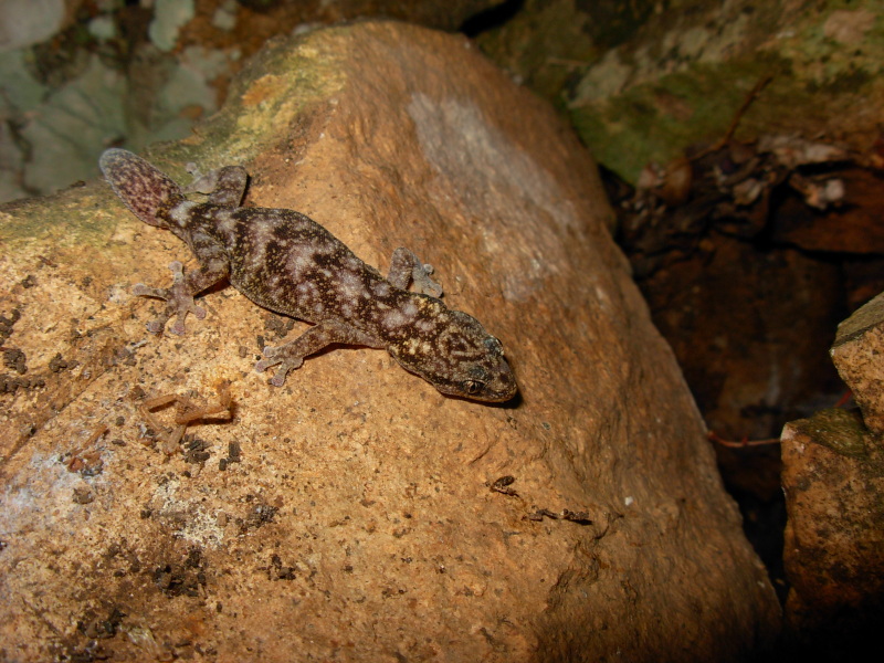 Euleptes europea (Phyllodactylus europaeus)