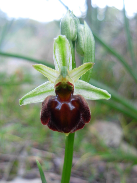 Ophrys sphegodes subsp. sphegodes