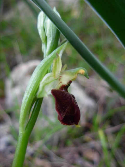 Ophrys sphegodes subsp. sphegodes