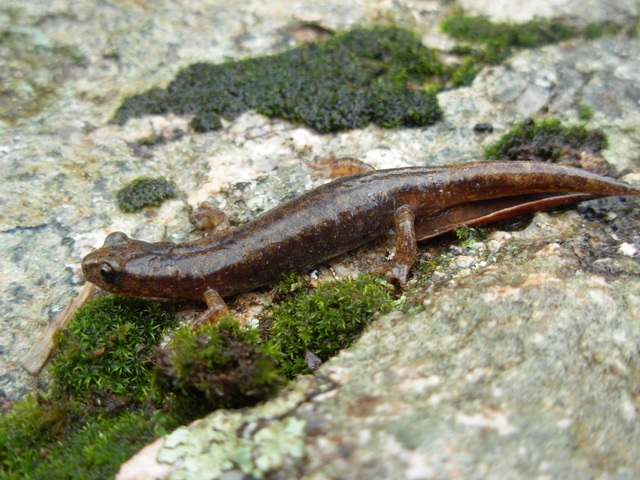 Hydromantes genei - Geotritone di Gen