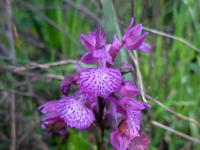 Orchis x bornemannii