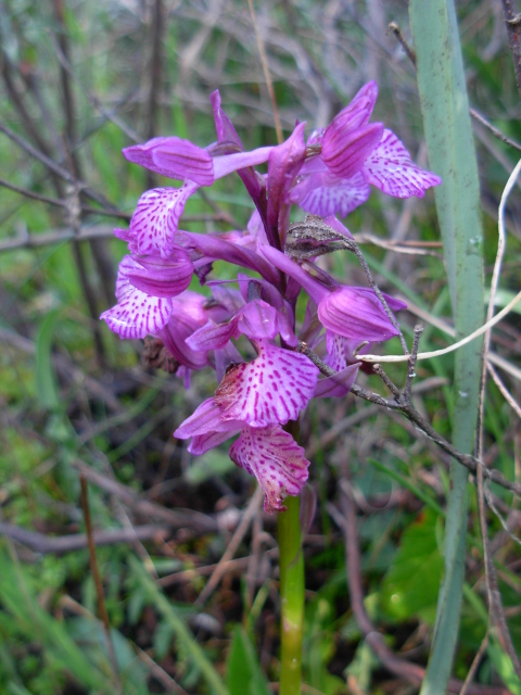 Orchis x bornemannii