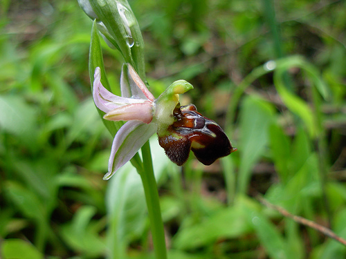 Ophrys morisii?