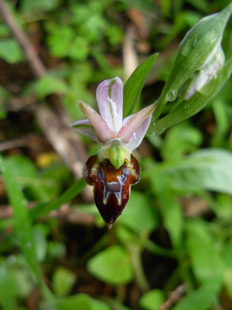 Ophrys morisii?