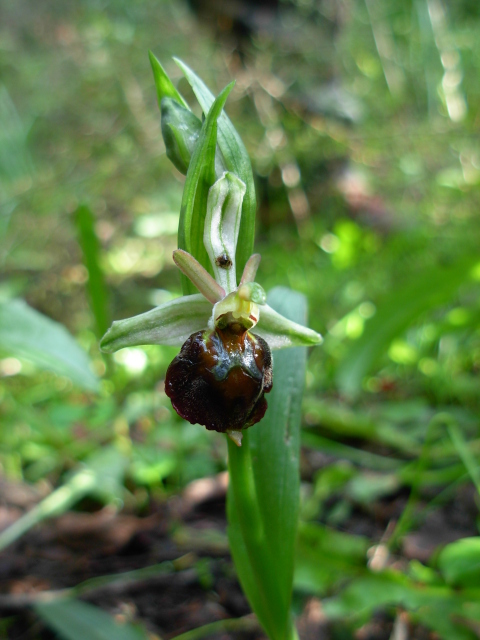 Ophrys morisii?