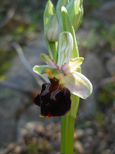 Ophrys morisii?