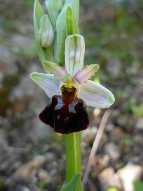 Ophrys morisii?