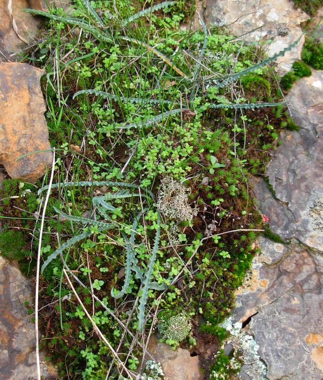 Charybdis undulata / Scilla ondulata