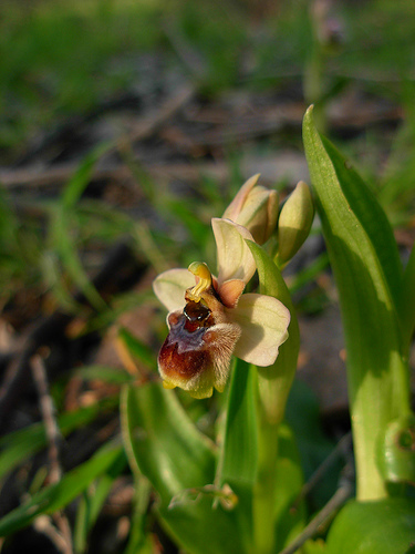 Ibrido O. bombyliflora x O. tenthredinifera