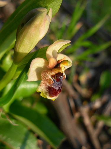 Ibrido O. bombyliflora x O. tenthredinifera